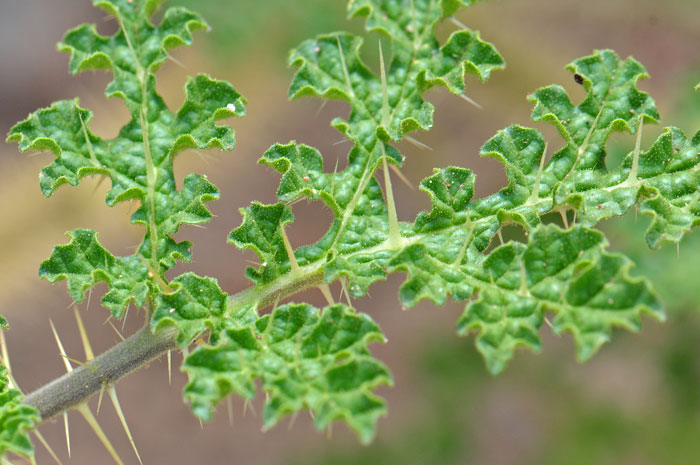 Melon Leaf Nightshade is a dramatic looking plant with broadly ovate to deltoid, deeply dissected pinnatified leaves. Not long straw-colored prickles on leaves and stems. Solanum heterodoxum 